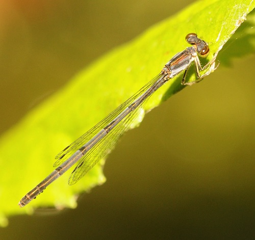 Female
2013_06_04_Polk_TN